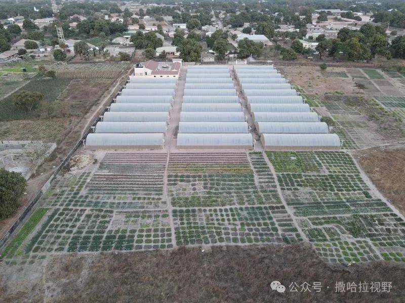 转载-中国水稻种植技术助力冈比亚农业发展
