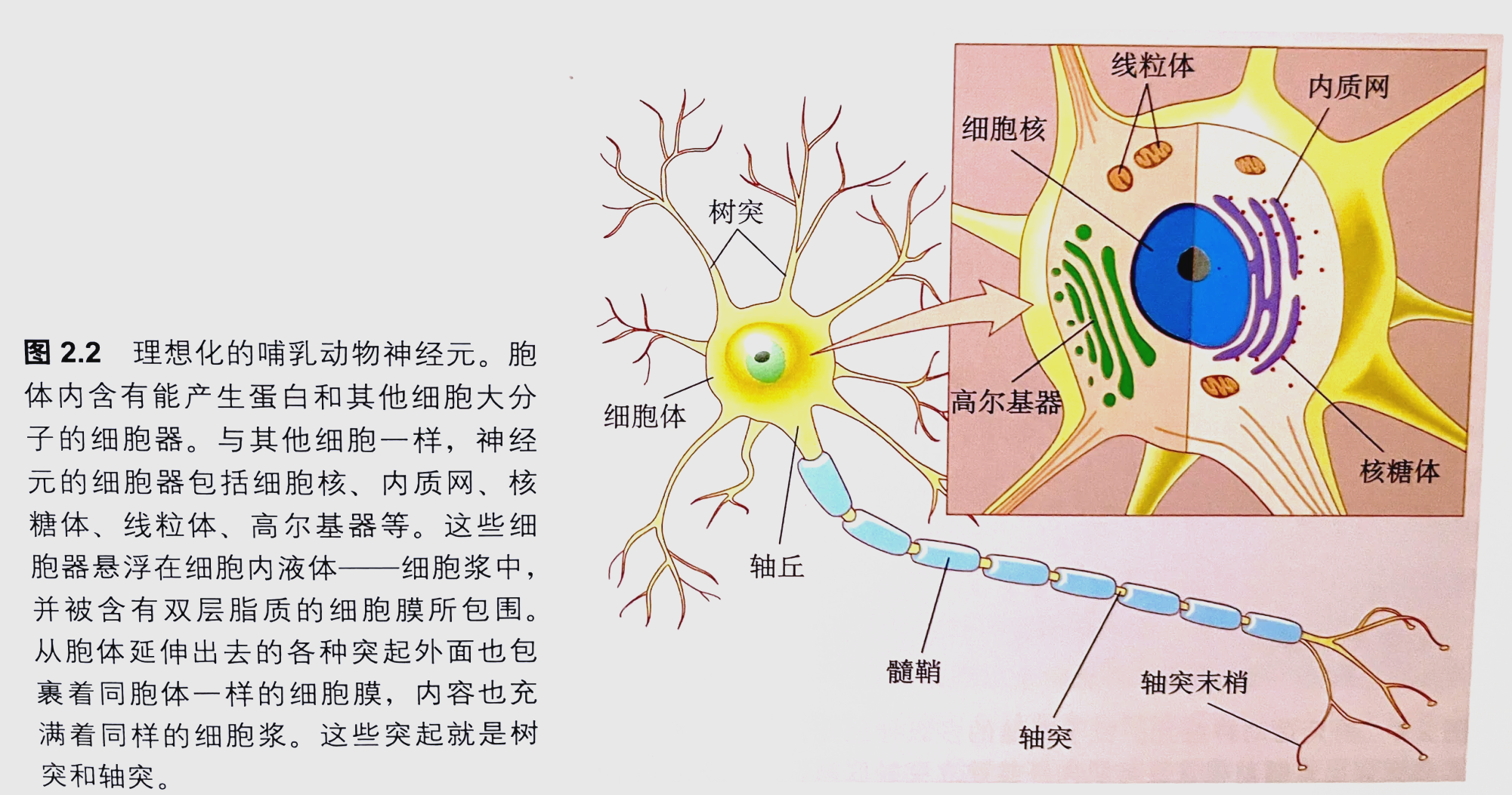研究揭示多不饱和脂肪酸调节神经细胞功能机制