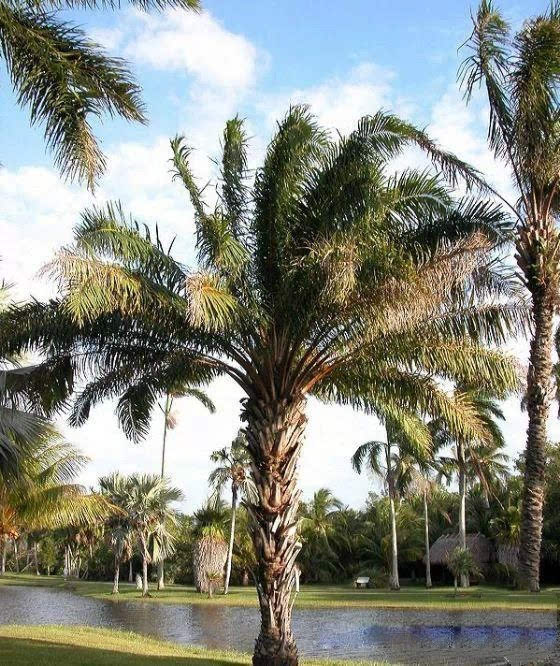 巴新油棕产业公司称政府计划到2027年实现油棕产量翻番