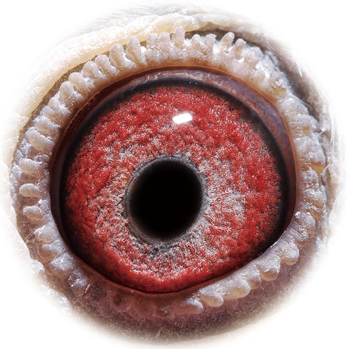 吉“艾尔迪克银行”并购该国第三大移动通讯运营商