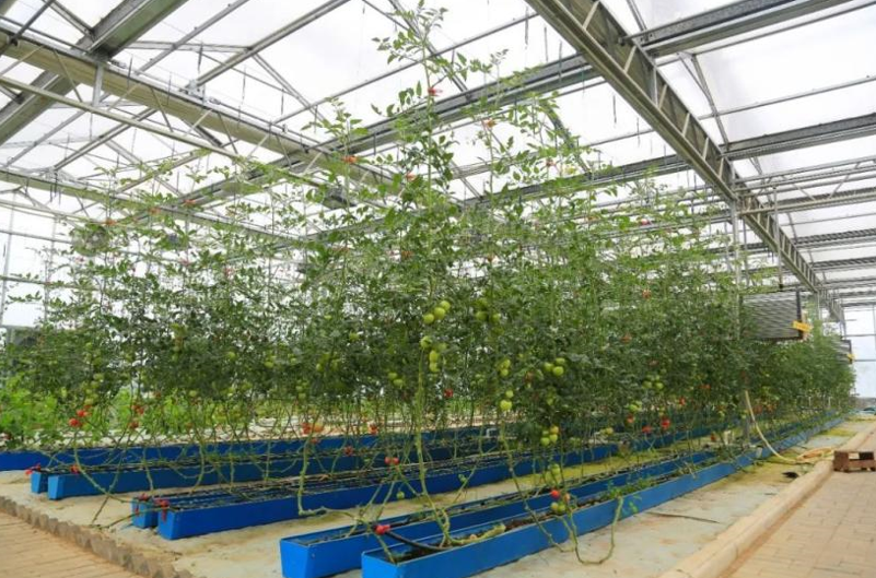 科特迪瓦开展国内首个粪污转肥料试验工作