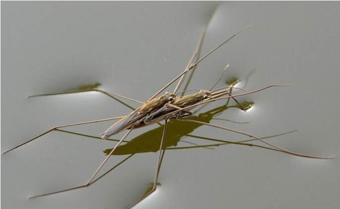 受昆虫启发 我国科学家研制出超强耐冲击水凝胶