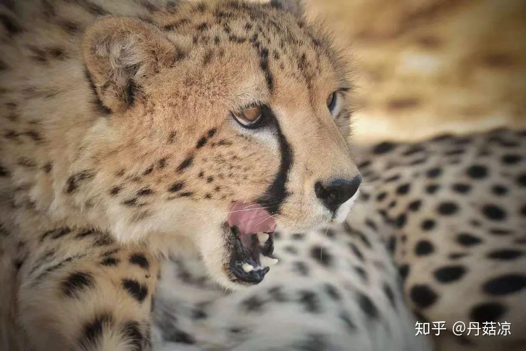 纳米比亚积极参与非洲大陆自由贸易区市场