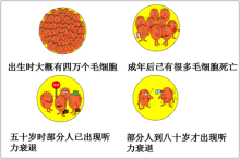 我国科学家破解耳蜗听觉毛细胞发育“基因密码”