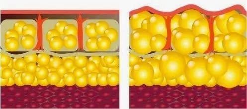 新研究揭示人到中年腰会胖背后的细胞机制