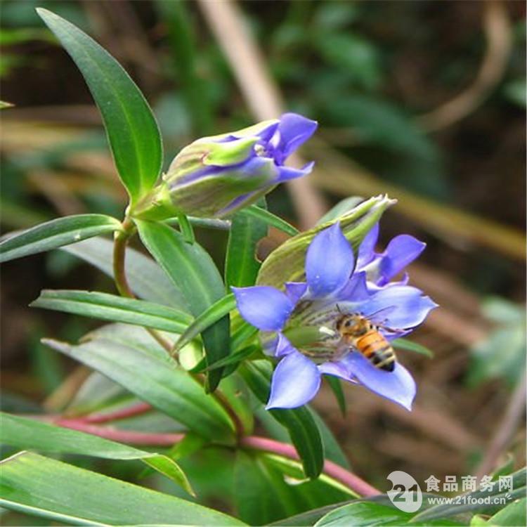 袋鼠妈妈苦丁茶叶提取物新原料成功备案