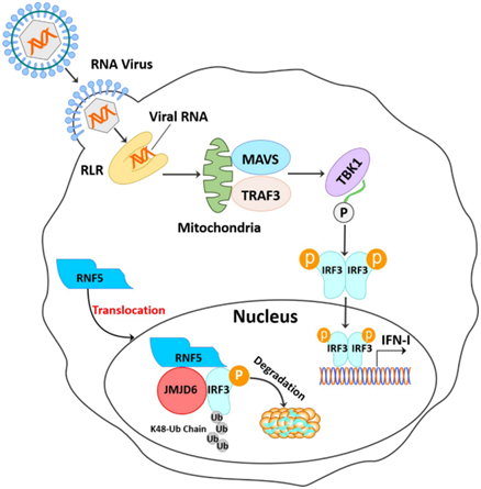破解给药难题 科研团队研发出器官“创可贴”