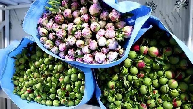 将菏泽芍药、蒙阴蜜桃送上青藏高原,拼多多“千亿扶持”加速电商西进