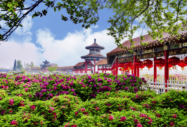 将菏泽芍药、蒙阴蜜桃送上青藏高原,拼多多“千亿扶持”加速电商西进