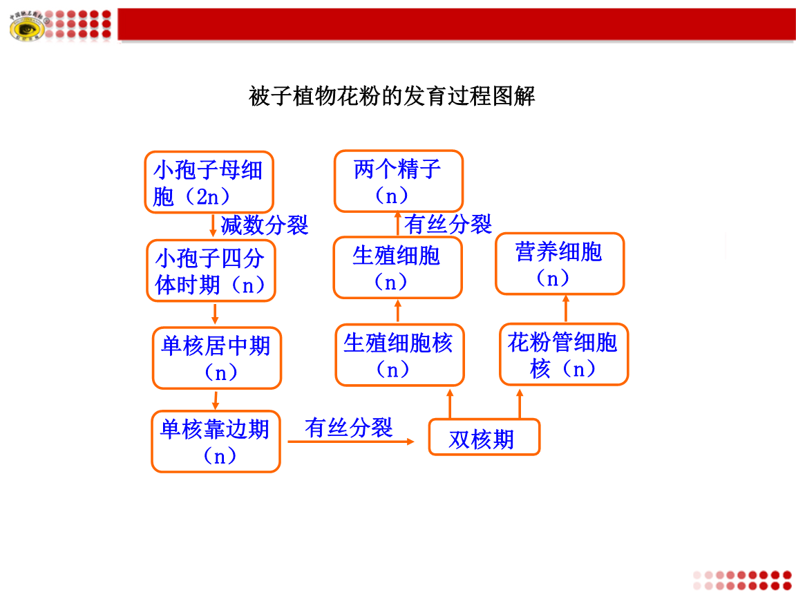 德研究人员借助古老花粉追溯被子植物起源时间