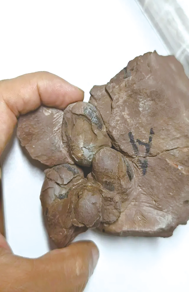 巴西发现的化石或提供恐龙起源新线索