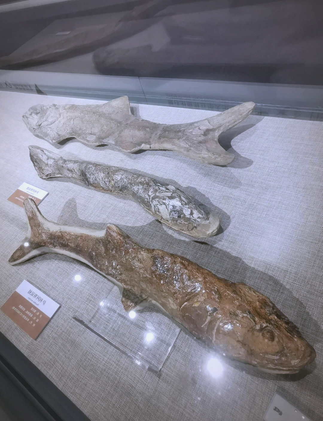 巴西发现的化石或提供恐龙起源新线索