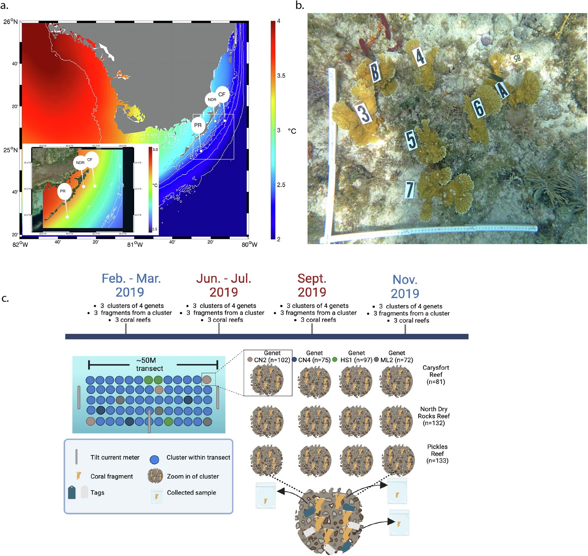 新研究：气候变化速度远超珊瑚礁迁移能力