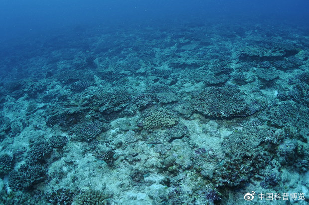 新研究：气候变化速度远超珊瑚礁迁移能力