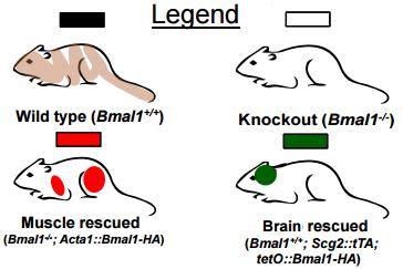 科学家打开基因“开关”实现小鼠耳廓再生