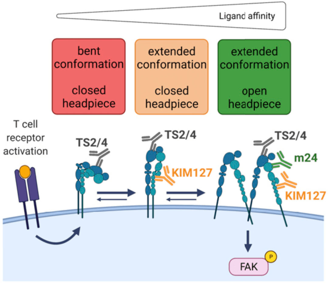 江中药业获得发明专利授权：“一株促进细胞免疫调节的戊糖乳植杆菌及应用和产品”