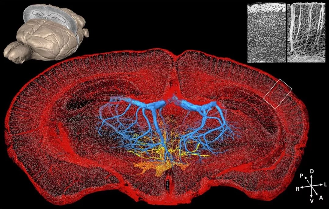 微米级“脑地图”来了！我国科学家在脑图谱研究领域取得新突破