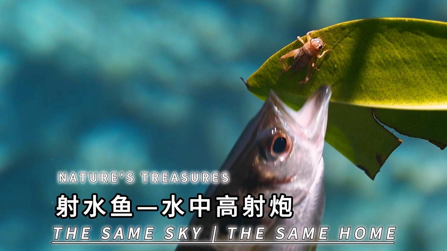 新研究：鱼类悬停在水中其实很“费劲”