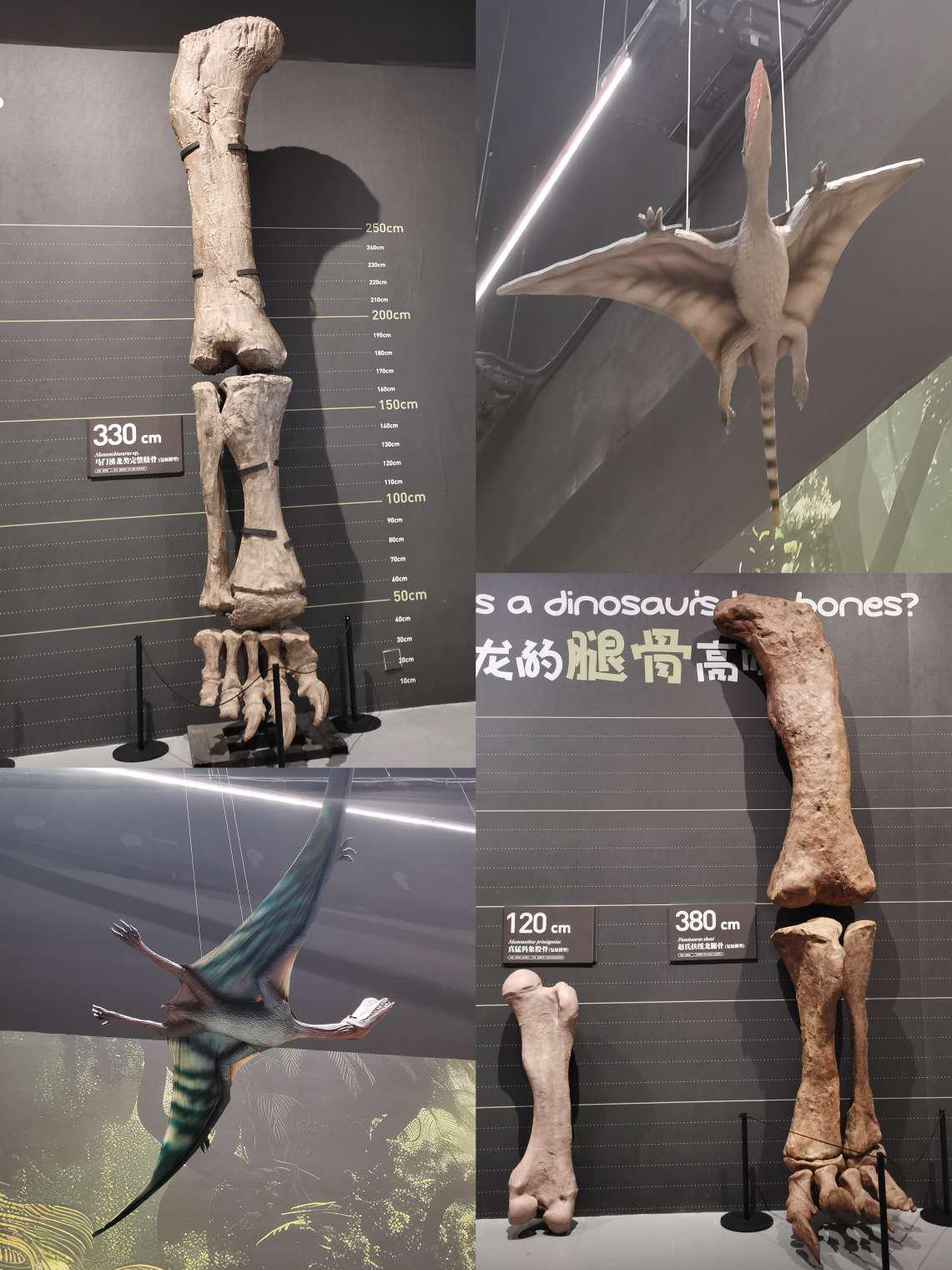 云南武定发现东亚最早的蜥脚型类恐龙