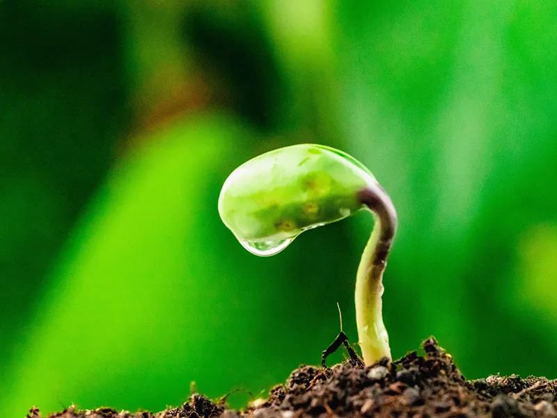 科学与健康｜“绿色情书！”极危物种跨越百年归来