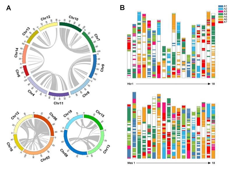 科学与健康丨基因组编辑新利器：PCE技术实现染色体“精准编辑”