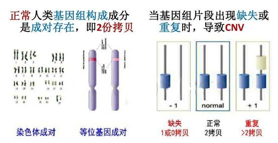 科学与健康丨基因组编辑新利器：PCE技术实现染色体“精准编辑”