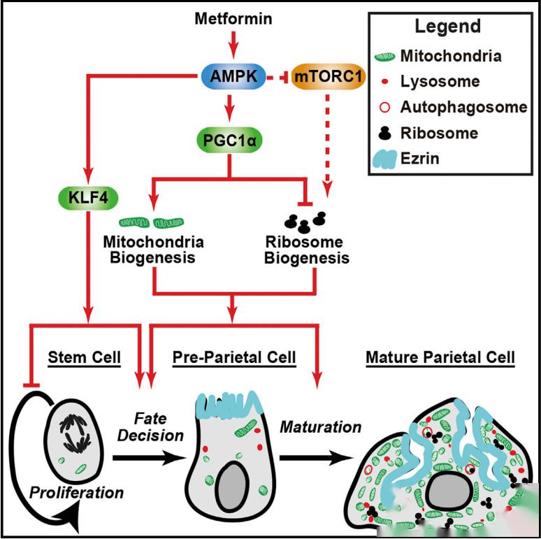我国科学家首次揭示单个体细胞“变”完整植株全过程