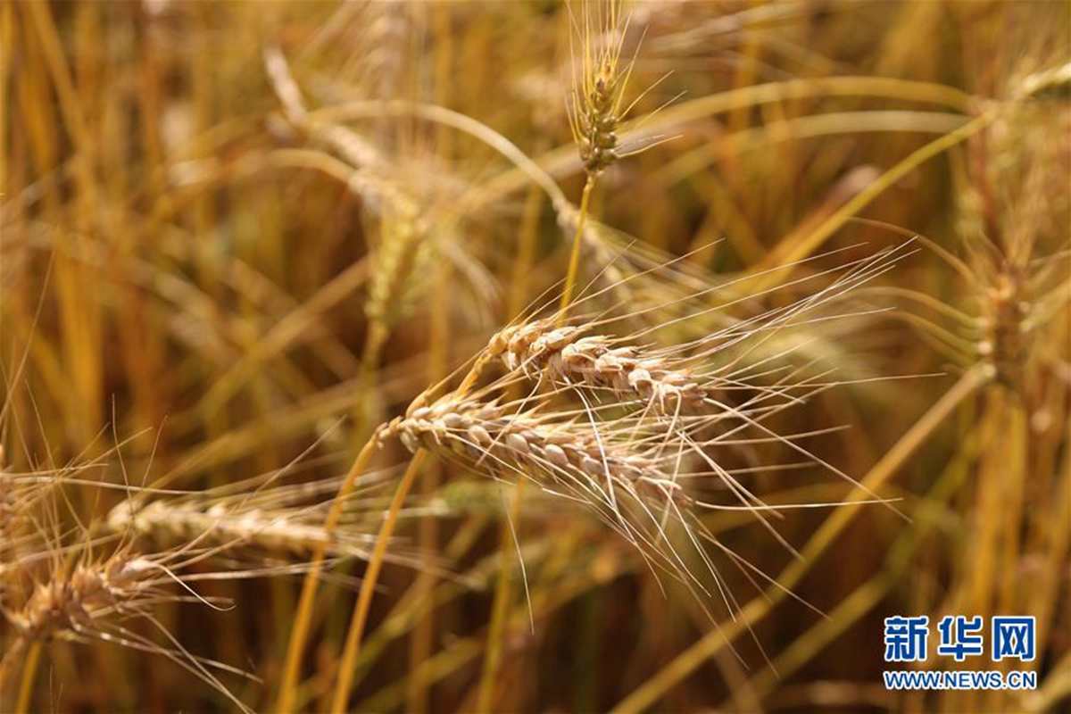 摩洛哥1-8月粮食及农副产品进口呈两级分化态势