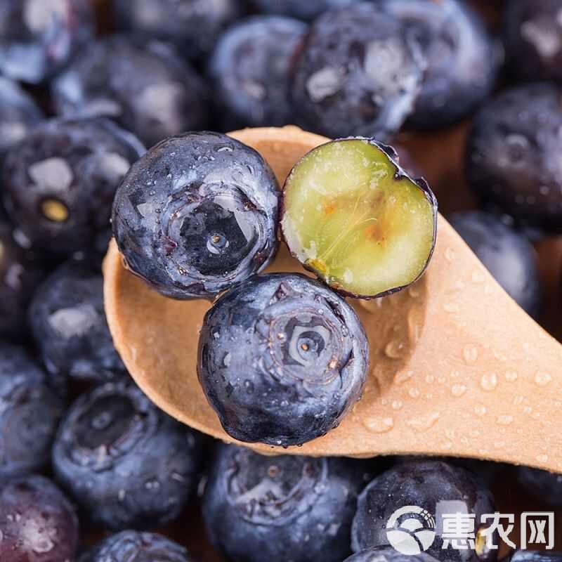 秘鲁蓝莓出口量增长93%稳居全球第一