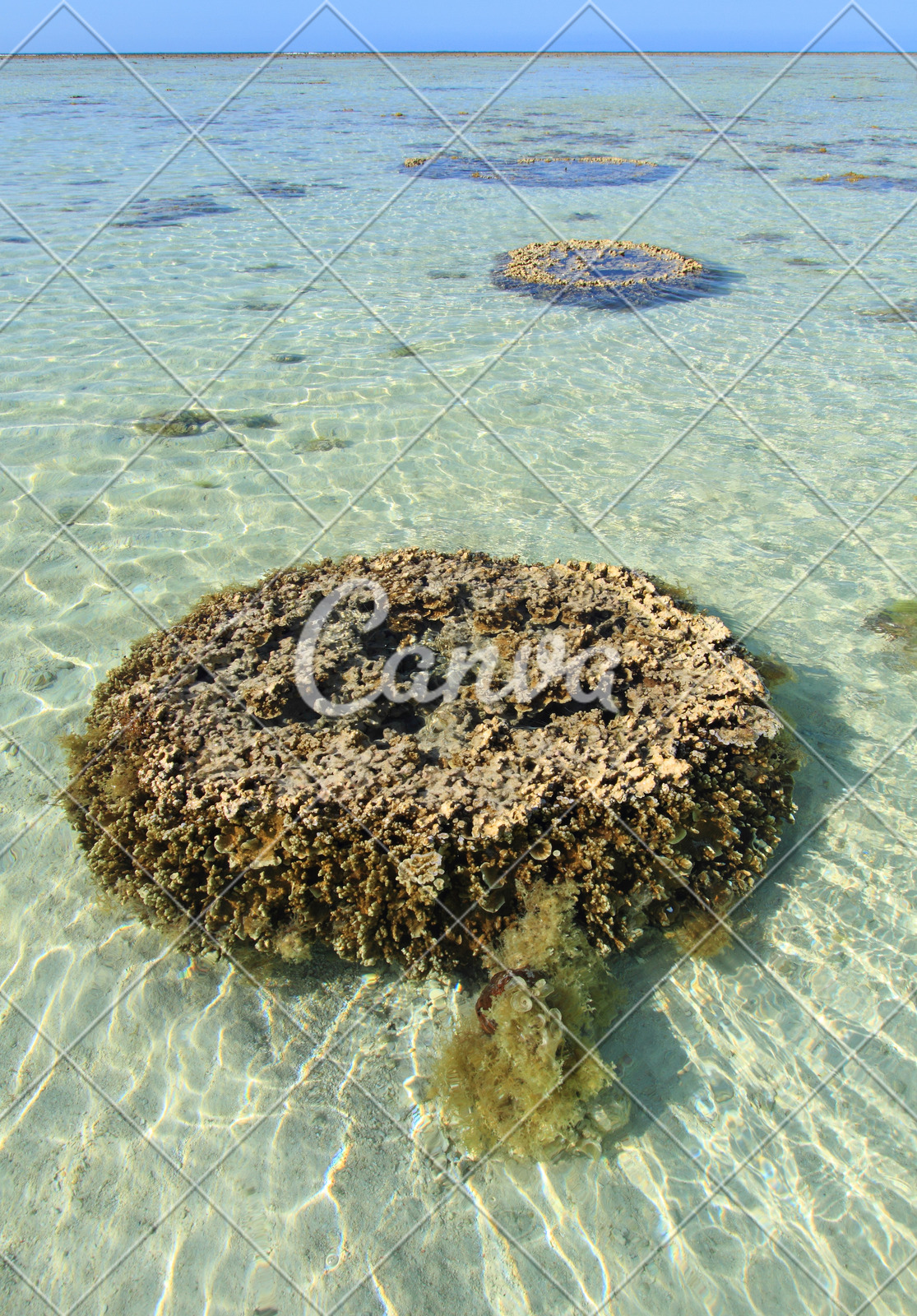 研究提出热带珊瑚岛植被优化策略