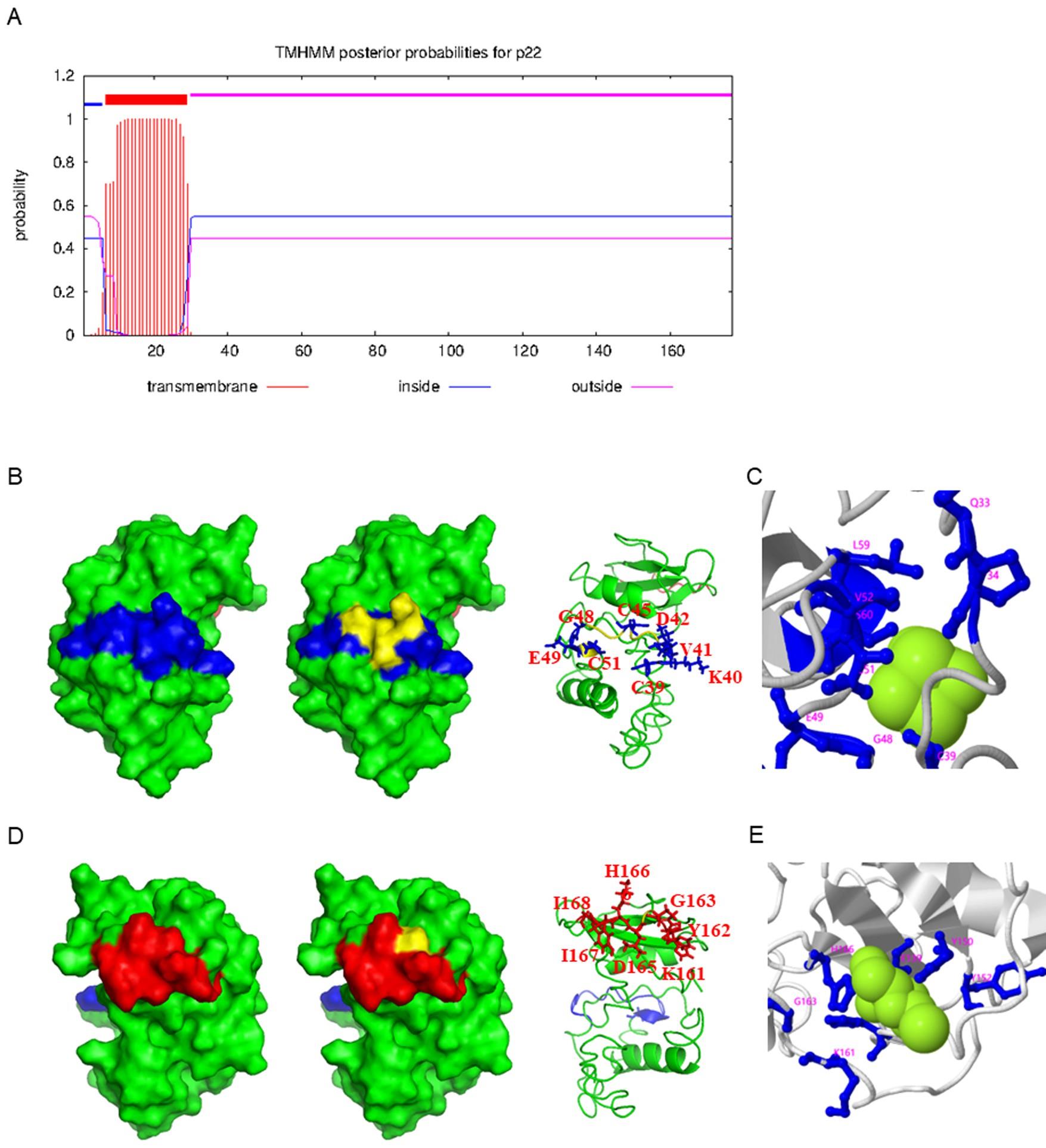 康泰生物获得发明专利授权：“肺炎克雷伯菌的FimA的抗原表位肽及其应用”
