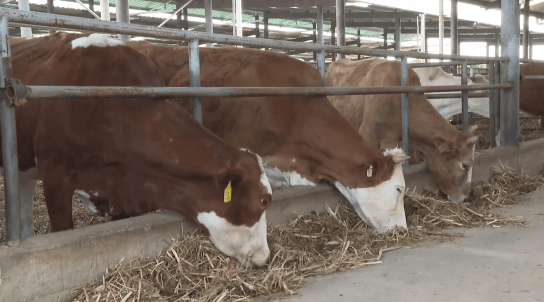 “JSW”投资2.04亿里亚尔，成为“南方矿业”的主要合作伙伴