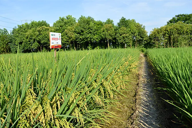 国投丰乐：薪酬标准依据国资监管规定确定