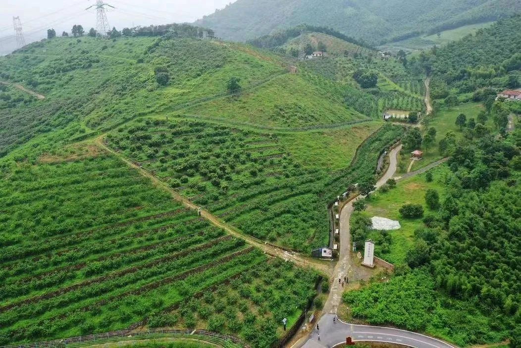 双枪科技：推动竹产业结构调整与升级