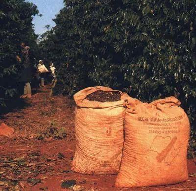 11月巴西咖啡出口量大幅下滑