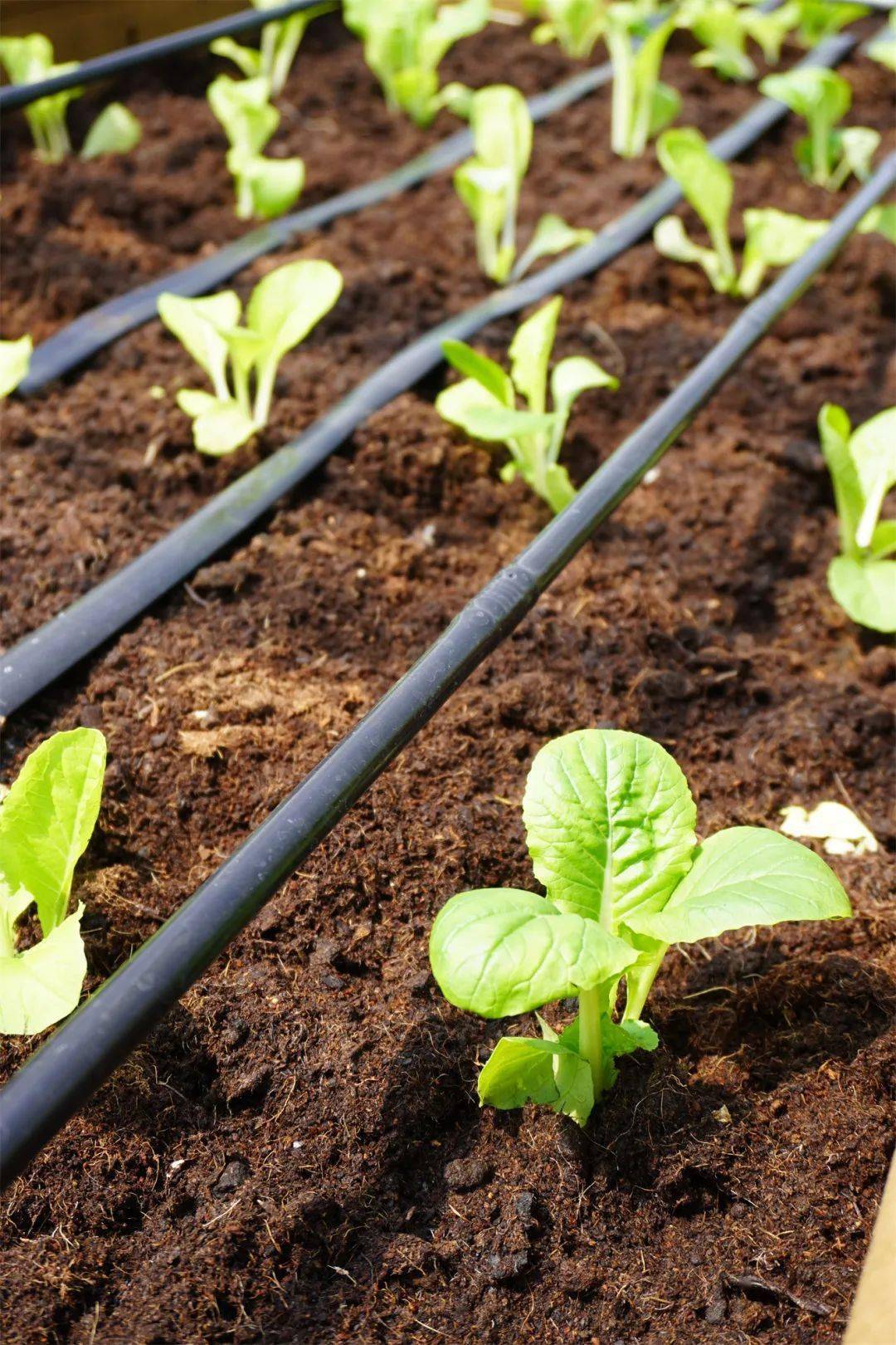 韩国推进智慧农场海外实证