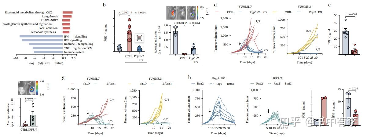 研究发现癌细胞逃避免疫攻击的路径