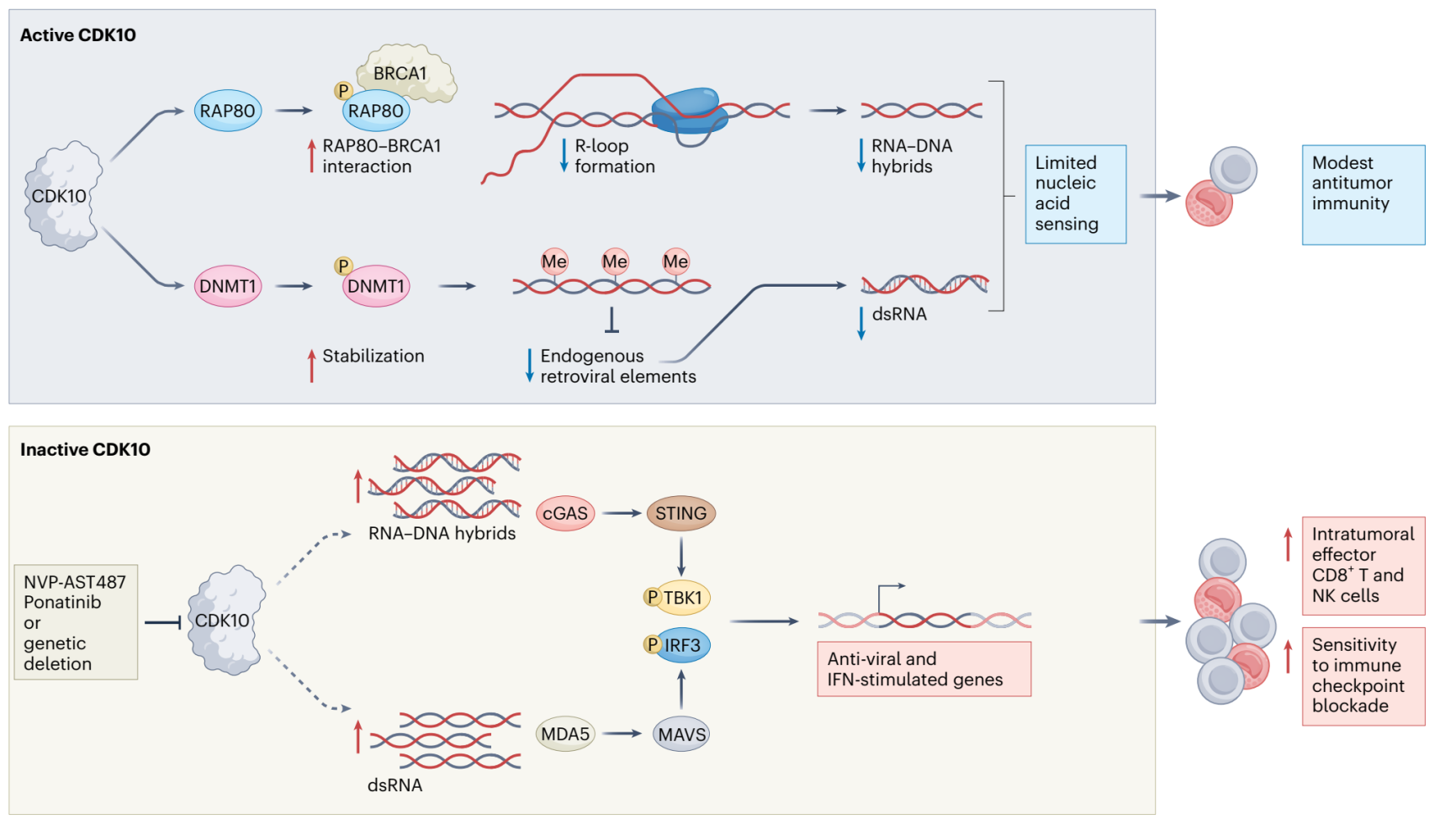 研究发现癌细胞逃避免疫攻击的路径