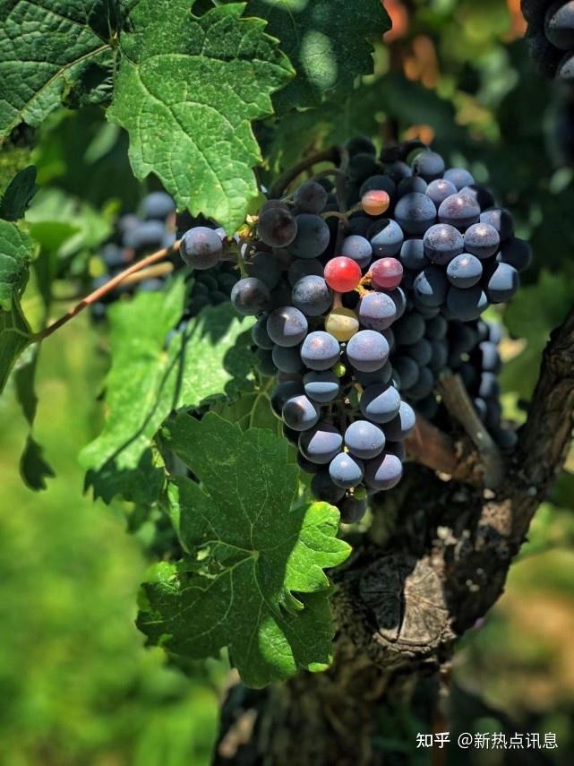 沪澳携手搭建绿色资本桥梁 离岸绿色债券直通车正式上线