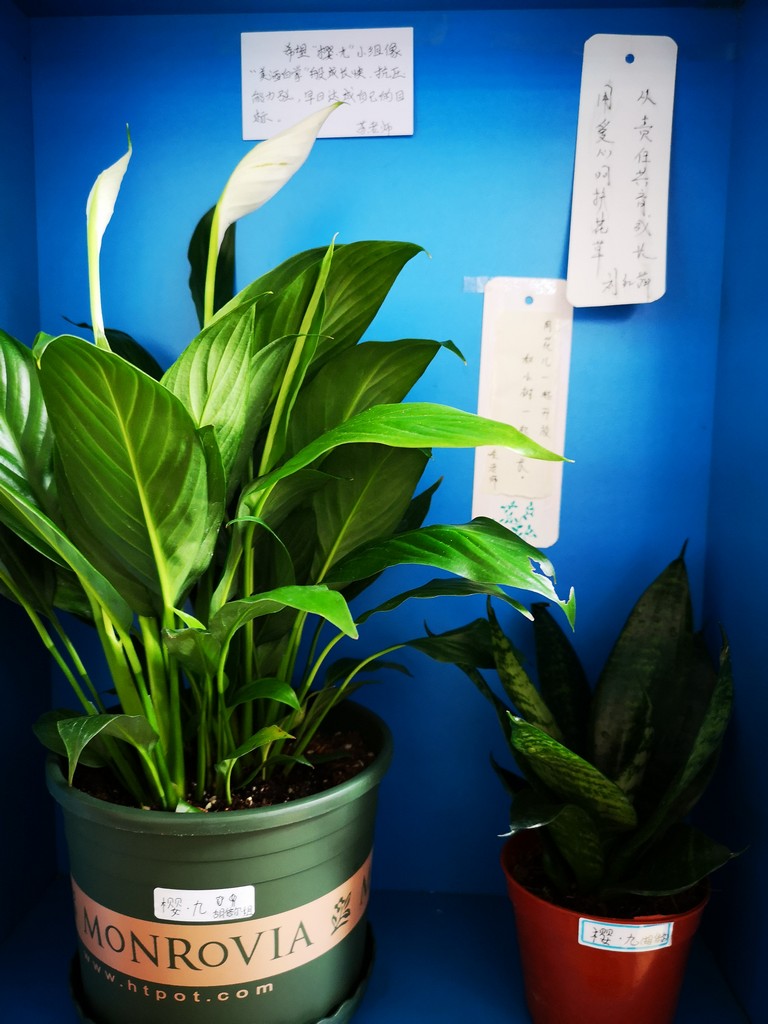 沪澳携手搭建绿色资本桥梁 离岸绿色债券直通车正式上线