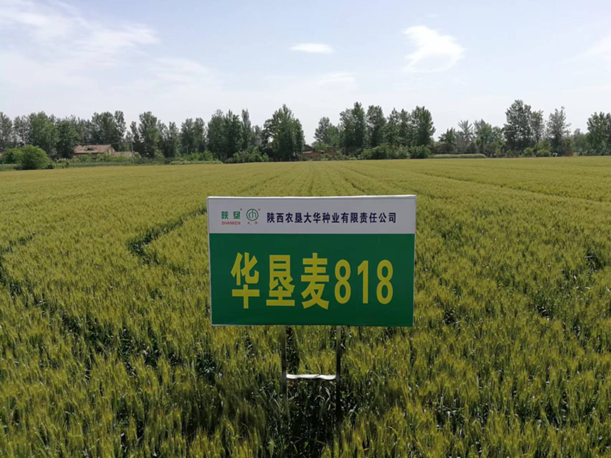 大华股份获得发明专利授权：“一种自清洁抗菌涂料的制备方法以及光学视窗玻璃”