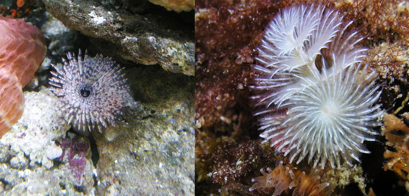 中国广核获得发明专利授权：“隧洞海生物聚拢收集前端装置”