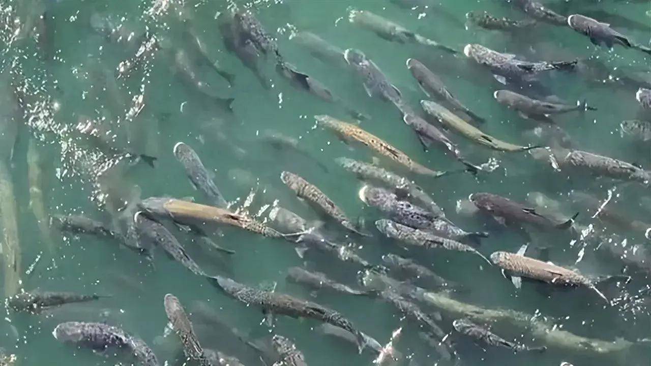 华能水电获得发明专利授权:“一种导流越坝的鱼类通道装置及其运行方法”