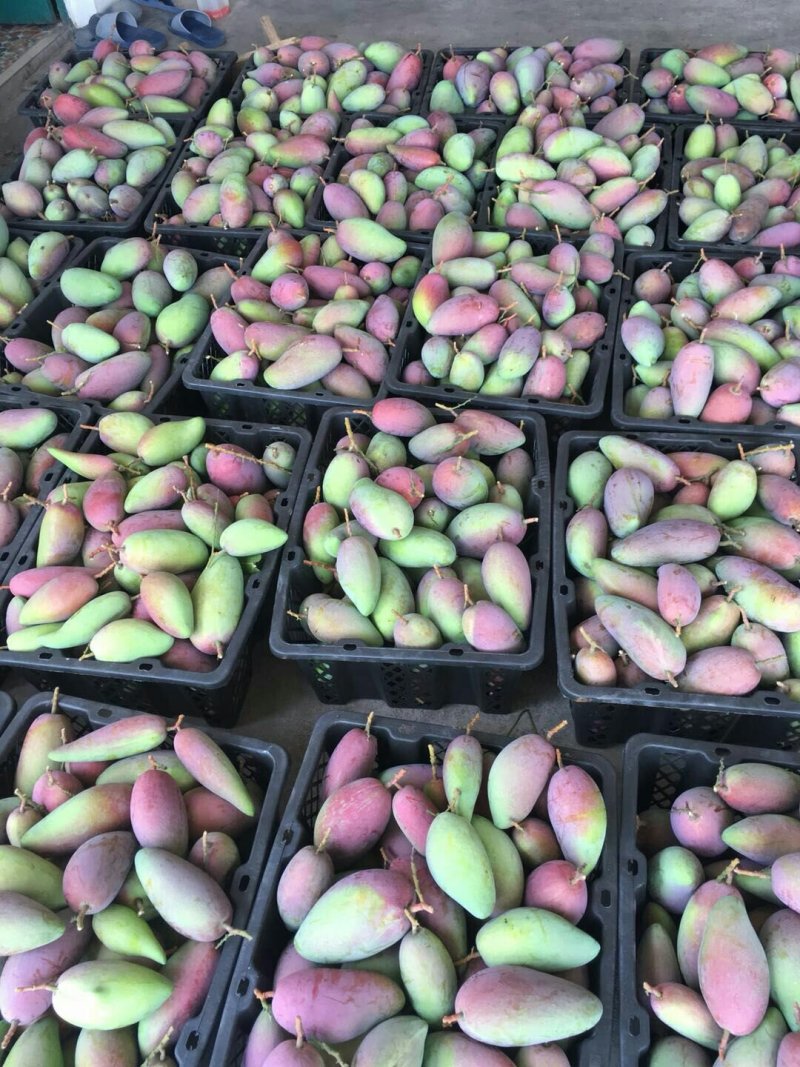 芒果系高管接棒，能否盘活这家亏损“网红”公司？