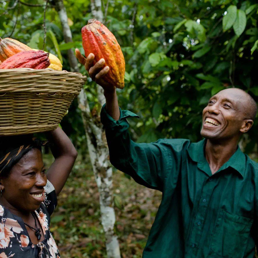 加纳可可局拟减少原豆出口