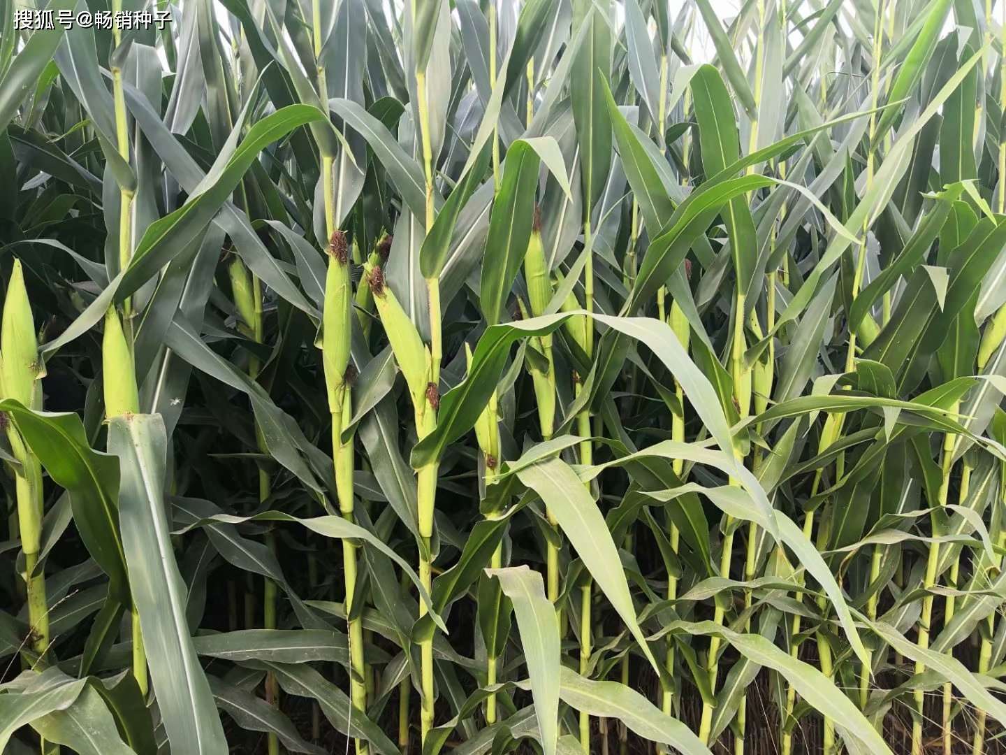 天能集团成功发行绿色科创债 为民营企业首单在银行间市场定向发行“双贴标”公司债