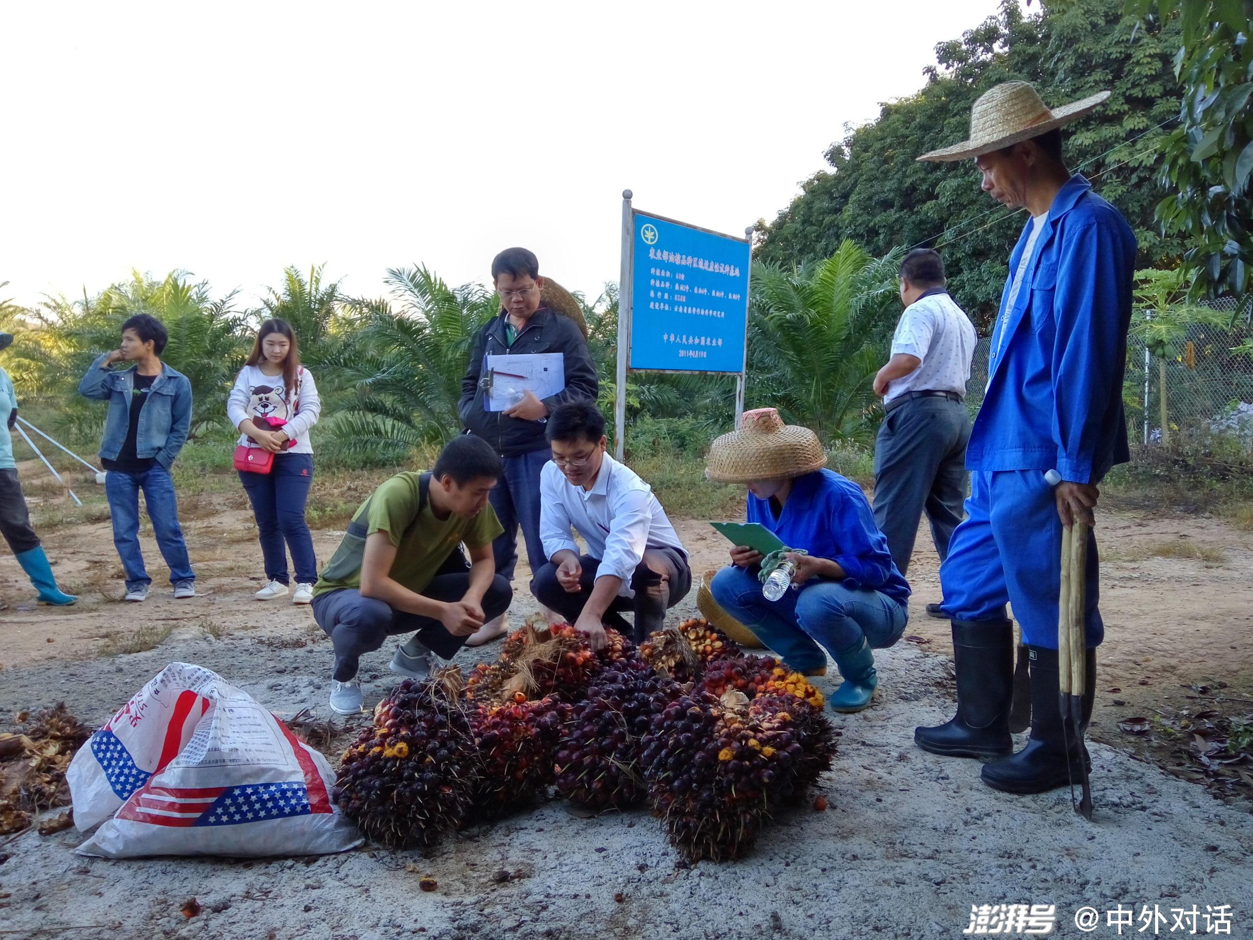 加纳投入5亿美元扩大油棕种植