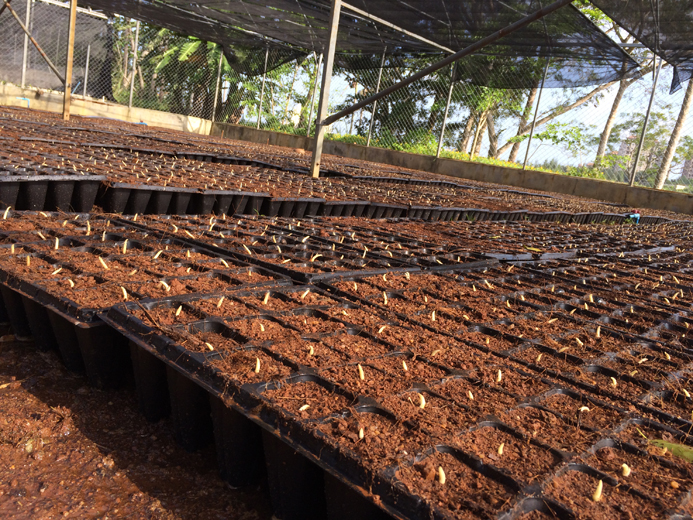 加纳投入5亿美元扩大油棕种植