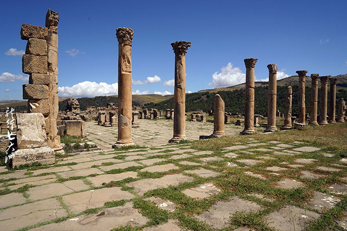 阿尔及利亚每年红肉产量缺口达5万吨