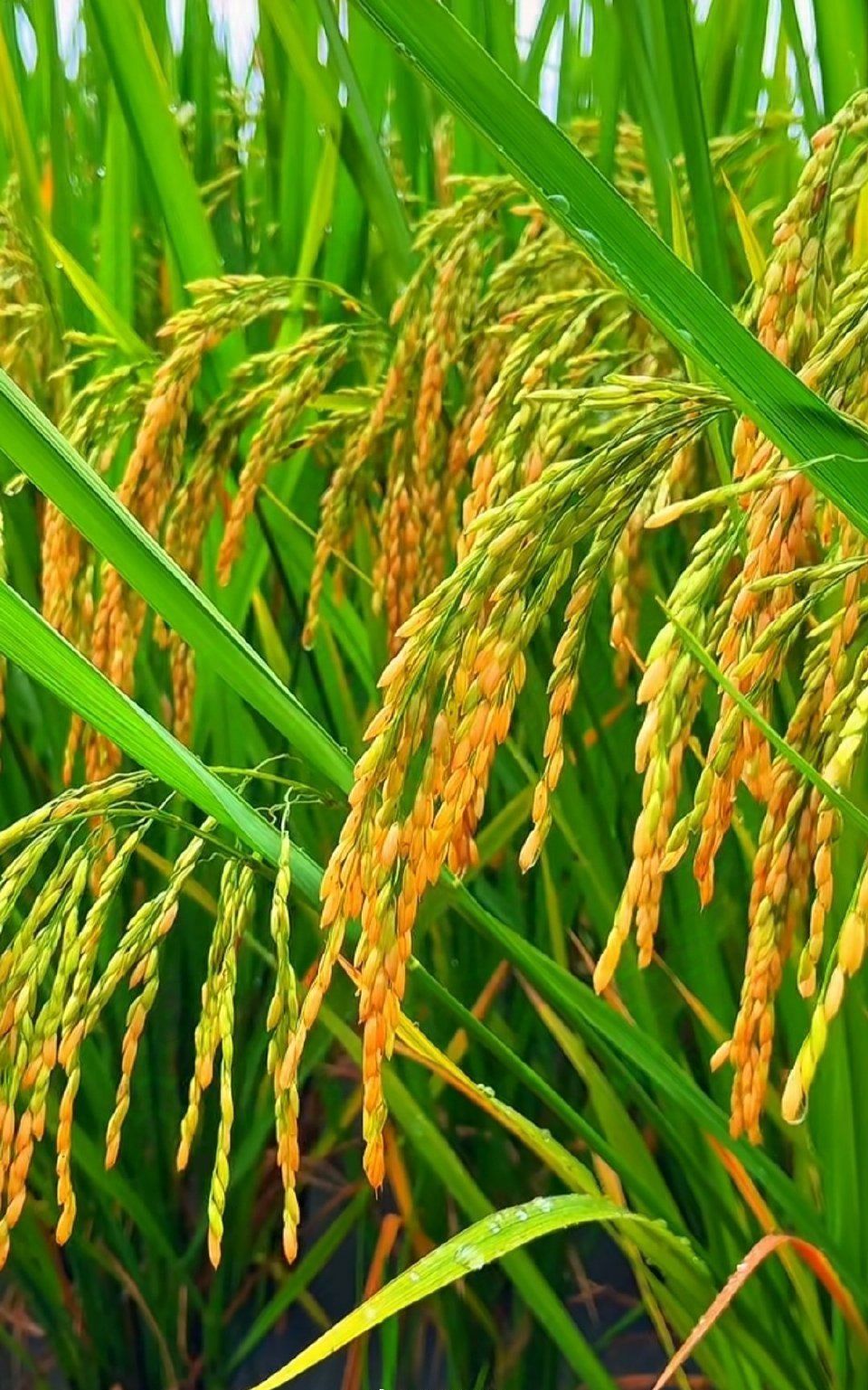 从“田间”直达“舌尖”,韵达“鲜”活乡村产业链